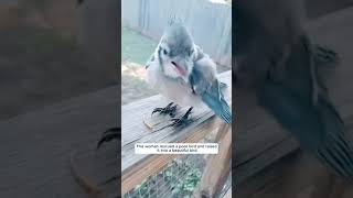 This woman rescued a poor bird and raised it into a beautiful bird animalshorts shortvideo [upl. by Lenore805]