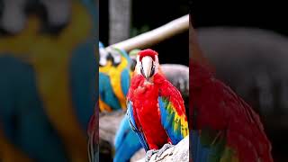 Baby Popinjays Parrots Learning to Flybabyparrot popinjay Shorts [upl. by Picardi933]