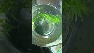 Guppy Fish Breeding  My New Guppy Baby guppyfish guppyfry guppybreeding guppy aquriamfish [upl. by Rosenwald]