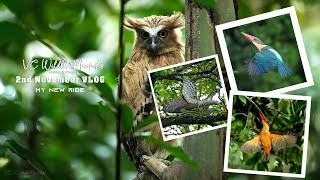 Pasir Ris Park  Saturday Birds and Wildlife VLOG [upl. by Bahe]