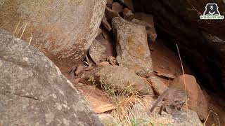 Caught on Hidden Camera Rustyspotted cat [upl. by Beaston142]