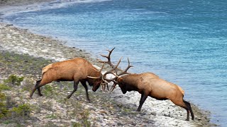 Huge Elk Bulls Epic Fight For the Toughest Elk Rut Territory [upl. by Reivax352]