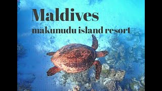 Maldives snorkeling in makunudu island resort house reef sea turtle shark makunudhoo [upl. by Mmada]