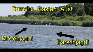 BarschjagdMövenjagd Angeln auf Barsch an der Müritz mit kleinen Ködern [upl. by Heilner]