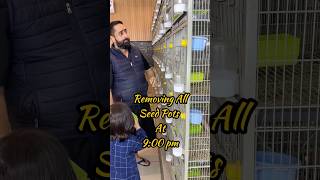 Remove Seeds At Night… naveedsheikh birds vlog [upl. by Enayr]