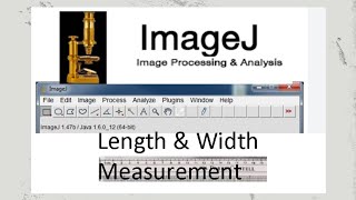 Image J length and width measurement tool [upl. by Sidonie]