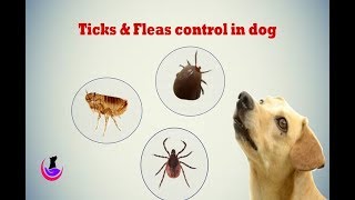 Ticks and fleas control measures in dog [upl. by Lutero382]