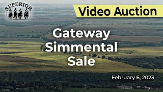 Gateway Simmental amp Lucky Cross 43rd Bull Sale [upl. by Hauser790]