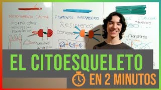 El Citoesqueleto en 2 Minutos [upl. by Crofton107]