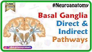 Basal ganglia Direct and indirect pathways  Usmle Neuroanatomy Animations [upl. by Caren]