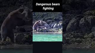 Very Dangerous bears fighting shorts ytshorts youtubeshorts bears fighting nature animals [upl. by Lizzy833]