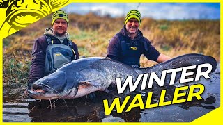 XXL WINTER WALLER am Fluss  FREESTYLE Welsangeln an der Elbe in Deutschland  Riesenwels [upl. by Hazard]