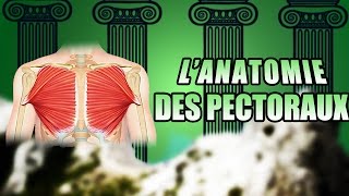 Lanatomie des PECTORAUX [upl. by Faires]