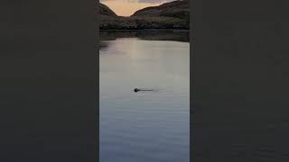 Seal in Tarbert Bay Isle of Harris oceanlife seal scotland marinelife [upl. by Ihsakat]