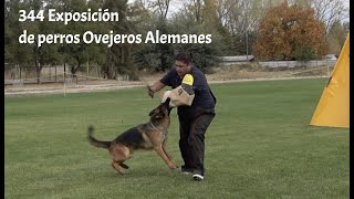 344 Exposición de Perros Ovejeros Alemanes [upl. by Eirffej]