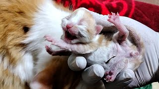 7 days Newborn kittens crying for their mother  newborn kitten meowing [upl. by Kenton27]