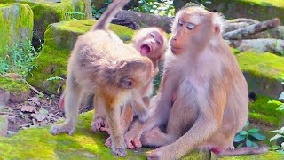 Watch monkey Libby reaction while Rainbow goes grabbing bro Leo [upl. by Nerad]