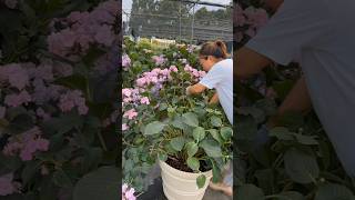 Hydrangea Pruning Techniques flowers plants [upl. by Ap]