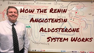 Renin Angiotensin Aldosterone System [upl. by Van652]