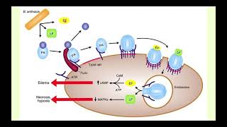 Bacillus anthracis  Microbiology Boot Camp [upl. by Barnie]