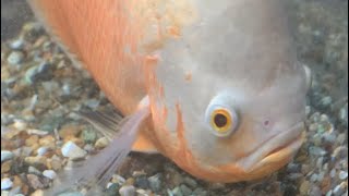 Albino Oscar Cichlid [upl. by Allemap319]