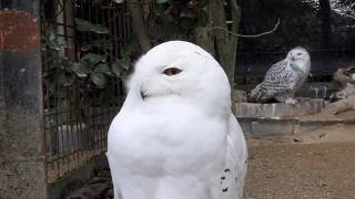 シロフクロウ Snowy Owl 02 [upl. by Paddy630]