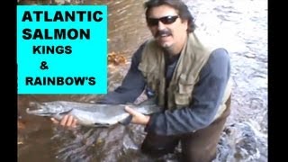 ATLANTIC SALMON KINGS AND RAINBOWS on the OAK ORCHARD RIVER [upl. by Gregorius]