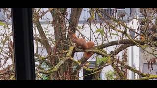 Eichhörnchen will aufs Fensterbrett nebenan um Futter zu holen 🐿️ [upl. by Vasquez74]