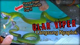 UNBOXING VIPER SUMATRA TRIMERESURUS PARIAS CALAMITAS BERBISA TINGGI HEMOTOXIN [upl. by Akinek340]