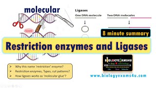 Restriction Enzymes and DNA Ligase  A Simplified Summary [upl. by Annaoi202]