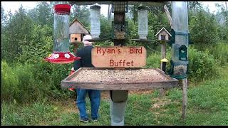 Raccoon goes after Bird House and gets inside [upl. by Vivi]