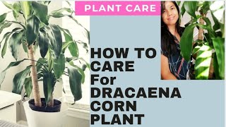 cornplant dracaena How to Care for Dracaena Fragrans Corn Plant [upl. by Fatima119]