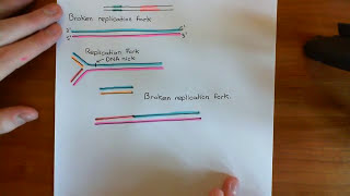 Homologous Recombination for Replication Fork Reactivation Part 1 [upl. by Akihc]