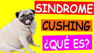 El Síndrome de CUSHING en PERROS y su Impacto en la ESPERANZA de VIDA [upl. by Robenia]