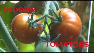 Indoor Tomato Clone Update amp Hydroponic Tomato Update March 31 2011 [upl. by Vittorio]