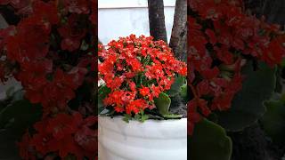 Kalanchoe flores nature insects fazendaserrote [upl. by Nomyt888]