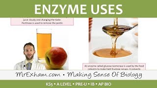 Enzymes  Commercial Uses  Post 16 Biology A Level PreU IB AP Bio [upl. by Nedry420]