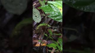 Video of leaping leech by Mai Fahmy [upl. by Spielman]