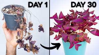 Force Your Oxalis Into Dormancy For A Healthier Plant [upl. by Keegan967]