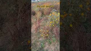 Marigoldloveplantsmotivationalmarigoldmarigoldfarmingflowersshivubobbyytshortsyoutubevideo [upl. by Amir]