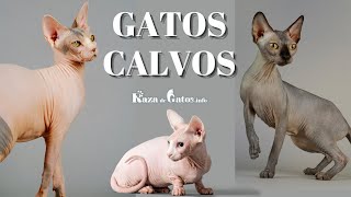 😺 Las 9 Razas de Gatos Sin Pelo [upl. by Jillana]