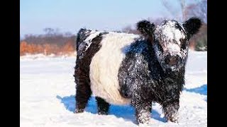 Interesting Facts About The Belted Galloway [upl. by Cristie]