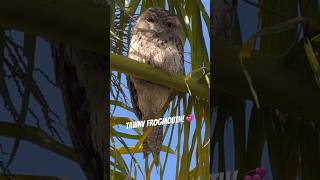 Tawny Frogmouth Bird Master of Camouflage [upl. by Garfield712]