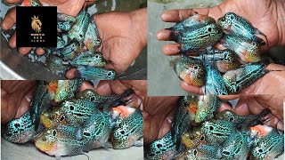 kolkata NO1 flowerhorn fish farm best quality Rs 500 😮😮 viral shortsfeedtrendingflowerhorn [upl. by Torin]