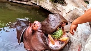 Hippo eating watermelon  Hippopotamus eating show 🍉 🦛 [upl. by Tiras]