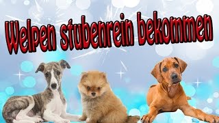 Welpen stubenrein bekommen Stubenreinheit beim Hund Tipps [upl. by Yleoj]