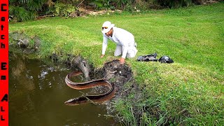 GROUP of INVASIVE FISH WALKED on DRY LAND to DESTROY MY POND [upl. by Wane714]