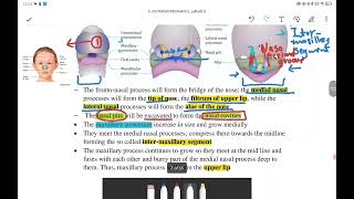 Development of face palate tongue [upl. by Bonnibelle]