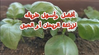 أسهل وابسط طريقة لزراعة الريحان أو الحبق  The best and easiest way to grow basil [upl. by Elfie]