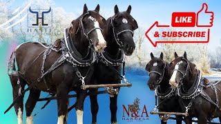 The Ideal CombinationMerging Percheron and Belgian Draft Horses Into One [upl. by Nereus]